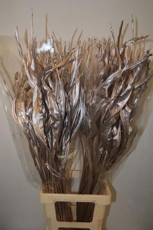 STRELITZIA TEINTE